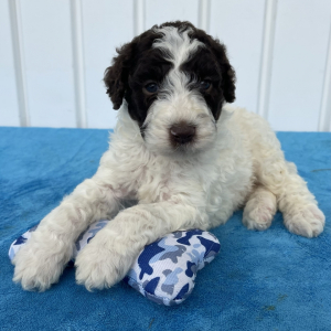 Poodle Puppy Syrus