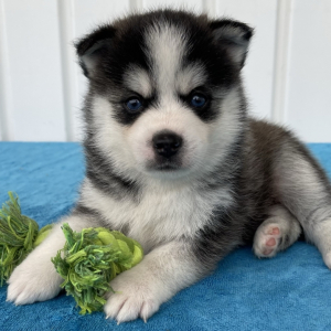 Pomsky Puppy Toby