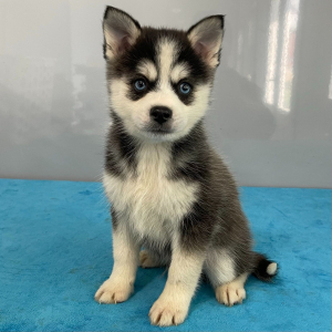 Pomsky Puppy Toby