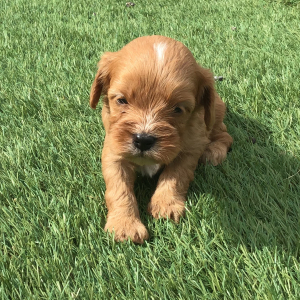Cavapoo Puppy Elonzo