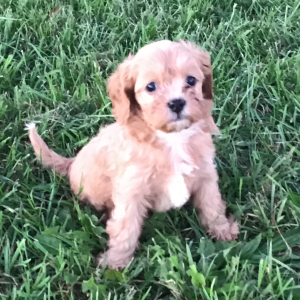 Cavapoo Puppy Elonzo