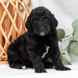 Poodle Puppy Raven