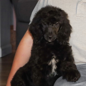Poodle Puppy Raven