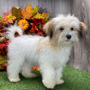 Havanese Puppy Natalie