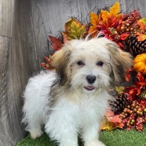 Havanese Puppy Natalie