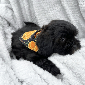 Shihpoo Puppy Gus