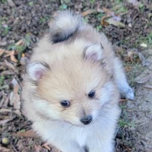 Pomeranian Puppy Benny