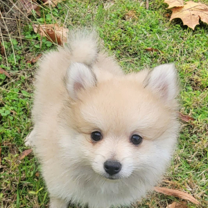 Pomeranian Puppy Benny