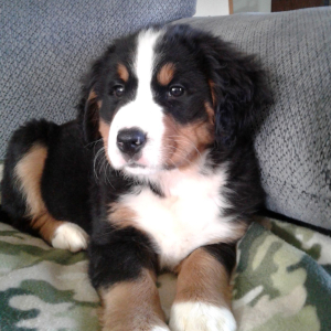 Bernese Mountain Dog Puppy Dixie