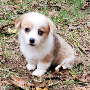 Pembroke Welsh Corgi Puppy Katie