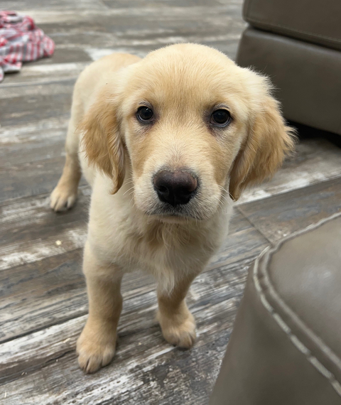 Joey A Light Golden Male Golden Retriever Puppy 690360 Puppyspot