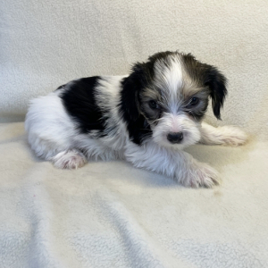 Yorkshire Terrier Puppy Kay