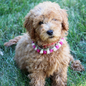 Goldendoodle Puppy Indy