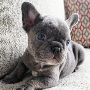 French Bulldog Puppy Channel