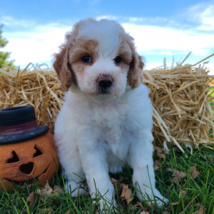 Bichonpoo Puppy Sahara