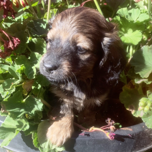 Dachshund Puppy Maverick