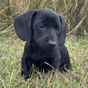 Dachshund Puppy Stella