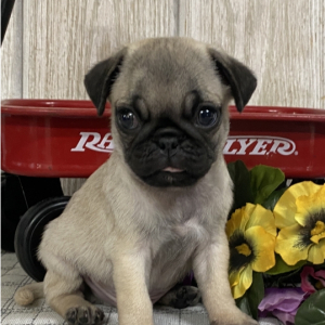 Pug Puppy Oswald