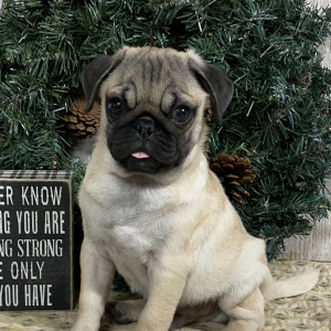 Pug Puppy Oswald