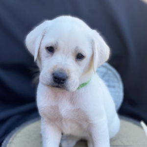 Labrador Retriever Puppy Chrissy