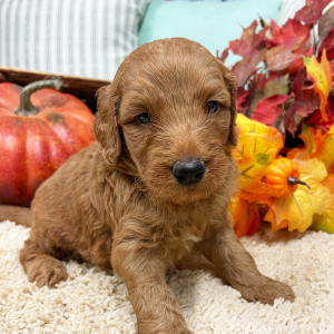 Goldendoodle Puppy Harrison