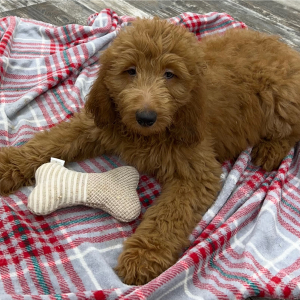 Goldendoodle Puppy Harrison