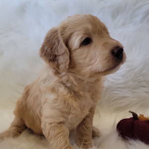 Goldendoodle Puppy Franz