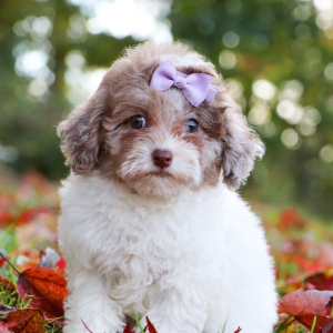 Poodle Puppy Chelsey