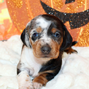 Dachshund Puppy Glory