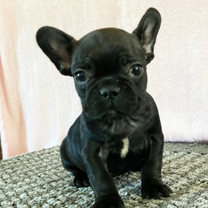 French Bulldog Puppy Sadie