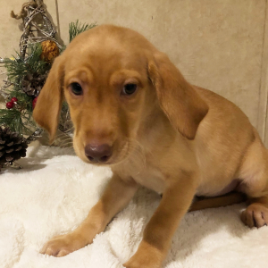 Labrador Retriever Puppy Missy