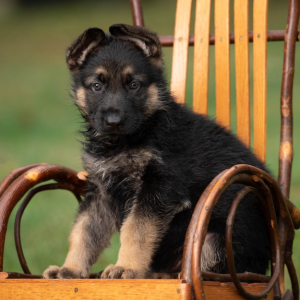 German Shepherd Dog Puppy Apollo