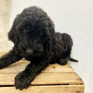 Labradoodle Puppy Blakelee