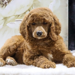 Poodle Puppy Sophia