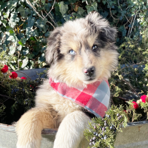 Australian Shepherd Puppy Cash