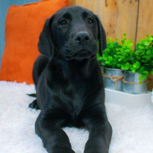 Labrador Retriever Puppy Marshall