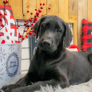 Labrador Retriever Puppy Marshall