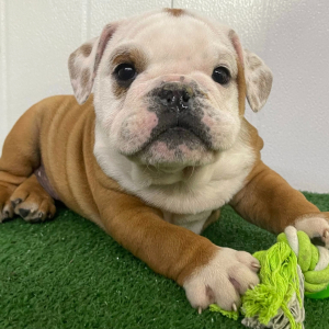 Bulldog Puppy Oakley