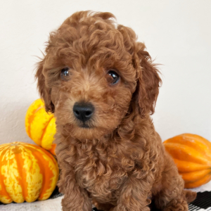 Poodle Puppy Addison