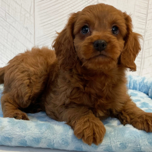 Cavapoo Puppy Elias