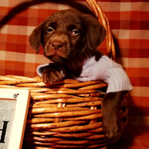 Labrador Retriever Puppy Pumpkin