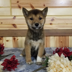 Shiba Inu Puppy Hazel