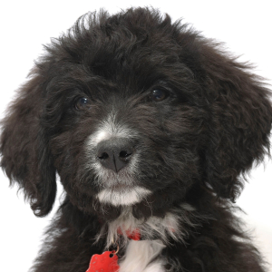 Bernedoodle Puppy Eva