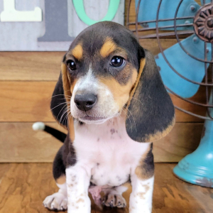 Beagle Puppy Milo