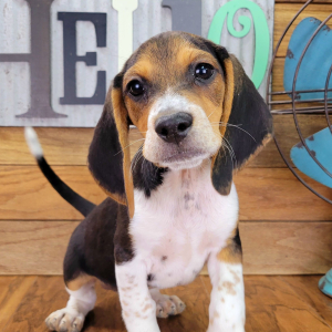 Beagle Puppy Milo