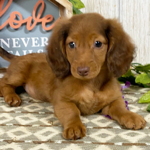 Dachshund Puppy Phoenix
