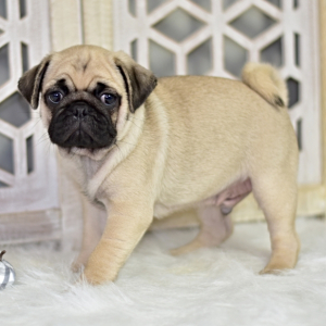 Pug Puppy Hugh