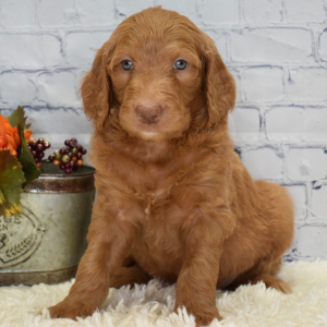 Goldendoodle Puppy Gus