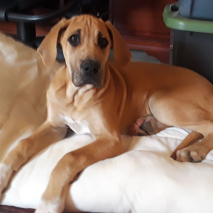 Great Dane Puppy Roxy