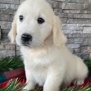Golden Retriever Puppy Tammy